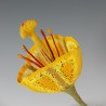 Yellow Trumpet Flower – Felted and Embroidered Botanical Sculpture