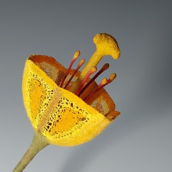 Yellow Trumpet Flower – Felted and Embroidered Botanical Sculpture