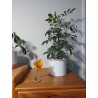Yellow Trumpet Flower – Felted and Embroidered Botanical Sculpture